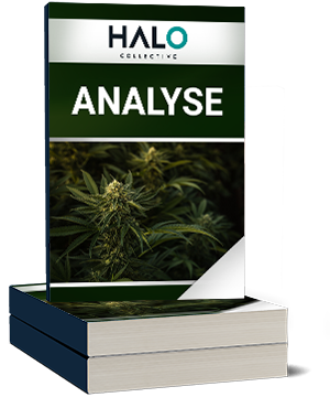 Gratis Halo Collective Analyse