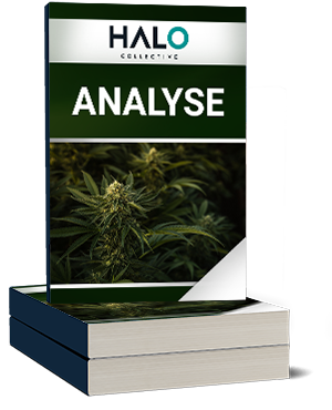 Halo Collective Analyse