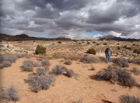 Lion Copper and Gold Logo