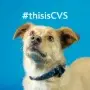 CVS Aktie