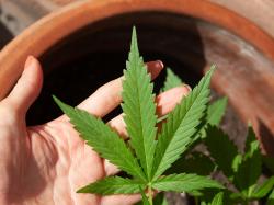 Nein zur Legalisierung von Cannabis – Neuseeland hat entschieden!
