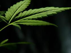 Cannabis Countdown: Top 10 News der Woche!