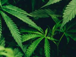 Cannabis Aktien: Diese News dürfen Sie nicht verpassen!