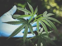 Cannabis Small Caps Aktien: Medizinisch!