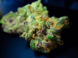 Cannabis-ETFs: Das sind die Lieblinge der Anleger!