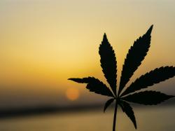 Fluent Cannabis Aktie: News für Anleger!