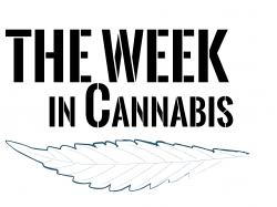 Die Woche in Cannabis: Aktien Volatilität und mehr!
