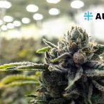 Aurora Cannabis