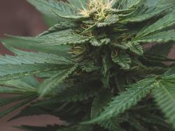 Neues von der Blüte: Die wichtigsten Nachrichten vom Cannabismarkt!