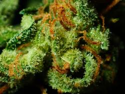 Cannabis-Aktien: Diese 3 sehen nach Aufschwung aus!
