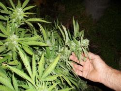 Tilray Aktie: Tilray und Canopy Growth brauchen eine Trendwende!