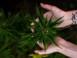 Cannabis-Aktie: Virginia Gesetz zum Cannabisanbau für Erwachsene tritt am 1. Juli in Kraft!