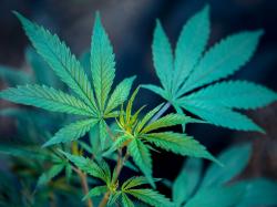Organigram Aktie: Was Cannabis-Aktien-Investoren wissen müssen!