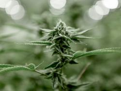 CanaQuest Aktie: Diese Informationen sollten Cannabisinvestoren kennen!