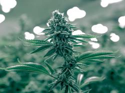 Canopy Growth: $345M Deal mit Supreme Cannabis Co.!
