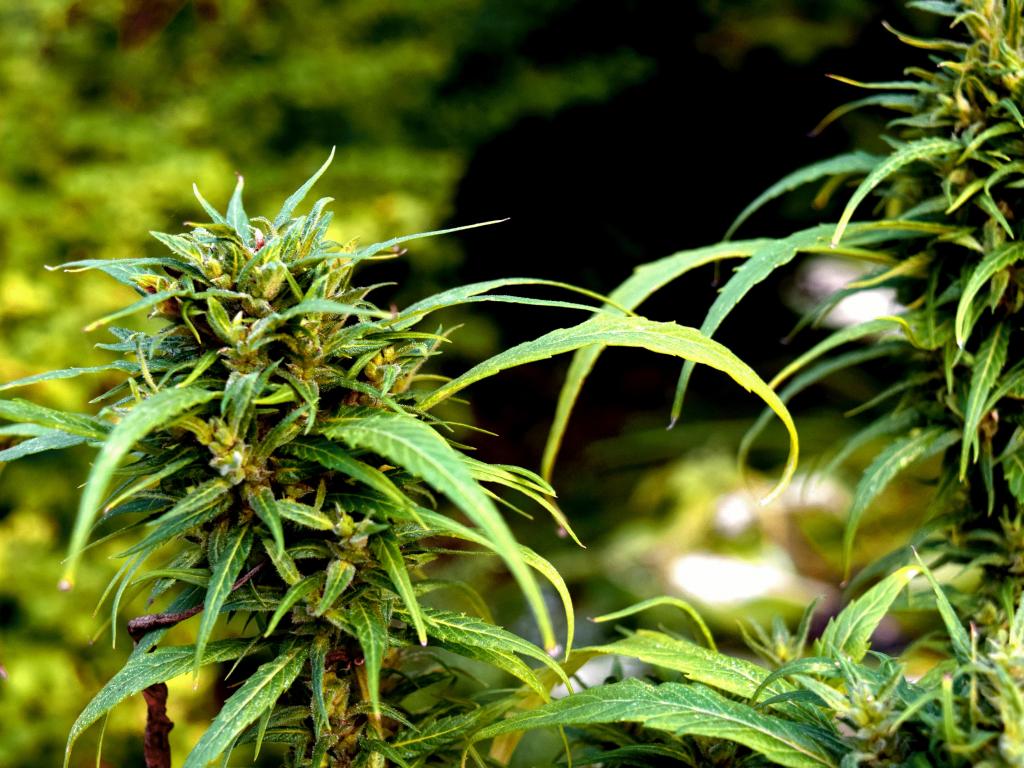 Cannabis Aktien: Nichts verpassen!