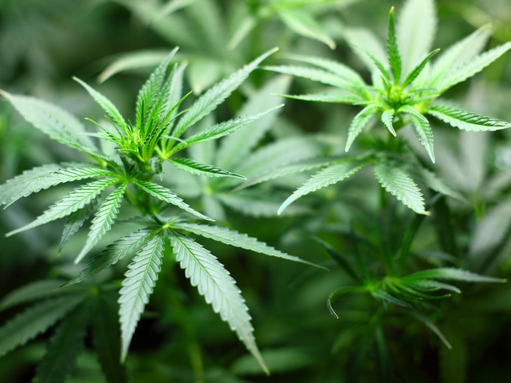 Cannabis Aktien: Top 10 Marihuana und Psychedelic Stock Nachrichten!