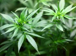 Cannabis Countdown: Top Marihuana Nachrichten!