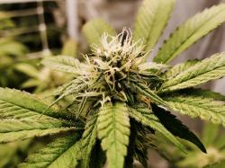 Organigram Aktie: Warum dieser Analyst sagt, dass es eine gute Zeit ist, Cannabis-Aktien zu kaufen!