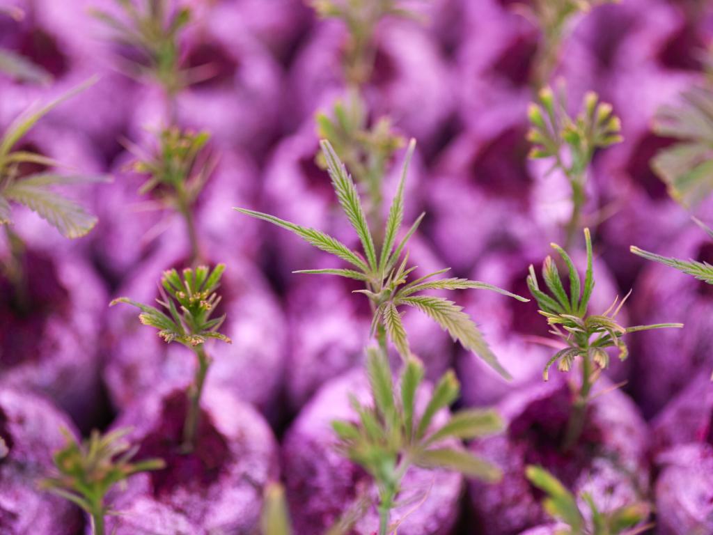 Tilray Aktie: Das denkt ein BofA Analst über Cannabisaktien!