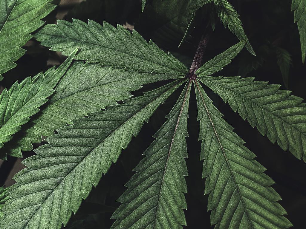 Cannabis Aktie: Das erwartet Sie!
