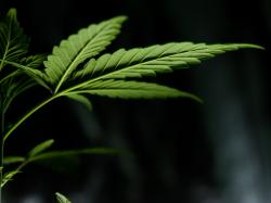 Aurora Cannabis Aktie: Sollte Aurora aus dem Freizeitmarkt aussteigen?