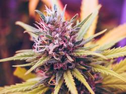Aurora Cannabis Aktie: Aurora, Canopy, Tilray und andere kanadische Cannabisaktien!