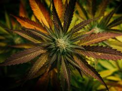 Aurora Cannabis-Aktie: Unterstützt medizinische Cannabis-Aufklärungsinitiative in Deutschland!