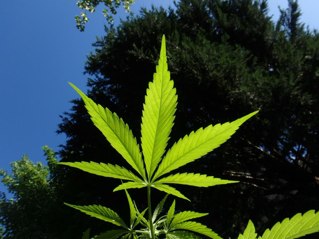 Tilray-Aktie: Ein nächster Short-Squeeze?