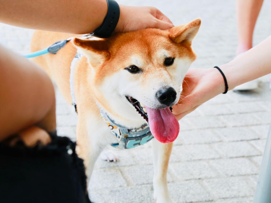 Shiba Inu: Heute Outperforming?