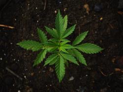 Cannabis-Aktien: Entwicklung einer Lösung für veraltete Marihuana-Tests!