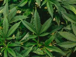Cannabis-Aktien: Cannabismarkt in den USA zeigt heftige Anzeichen!