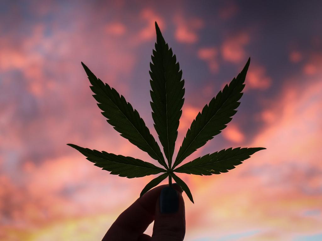 Cannabis-Aktien: Gehen sie jetzt durch die Decke?