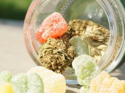 Canopy Growth Aktie: Warum die Aktien heute höher notieren!