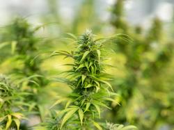 Cannabis-Aktie: Neptune Wellness erhält US-Patent!