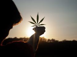 Cannabis-Aktien: Erfahrene CFO’s für die Branche!