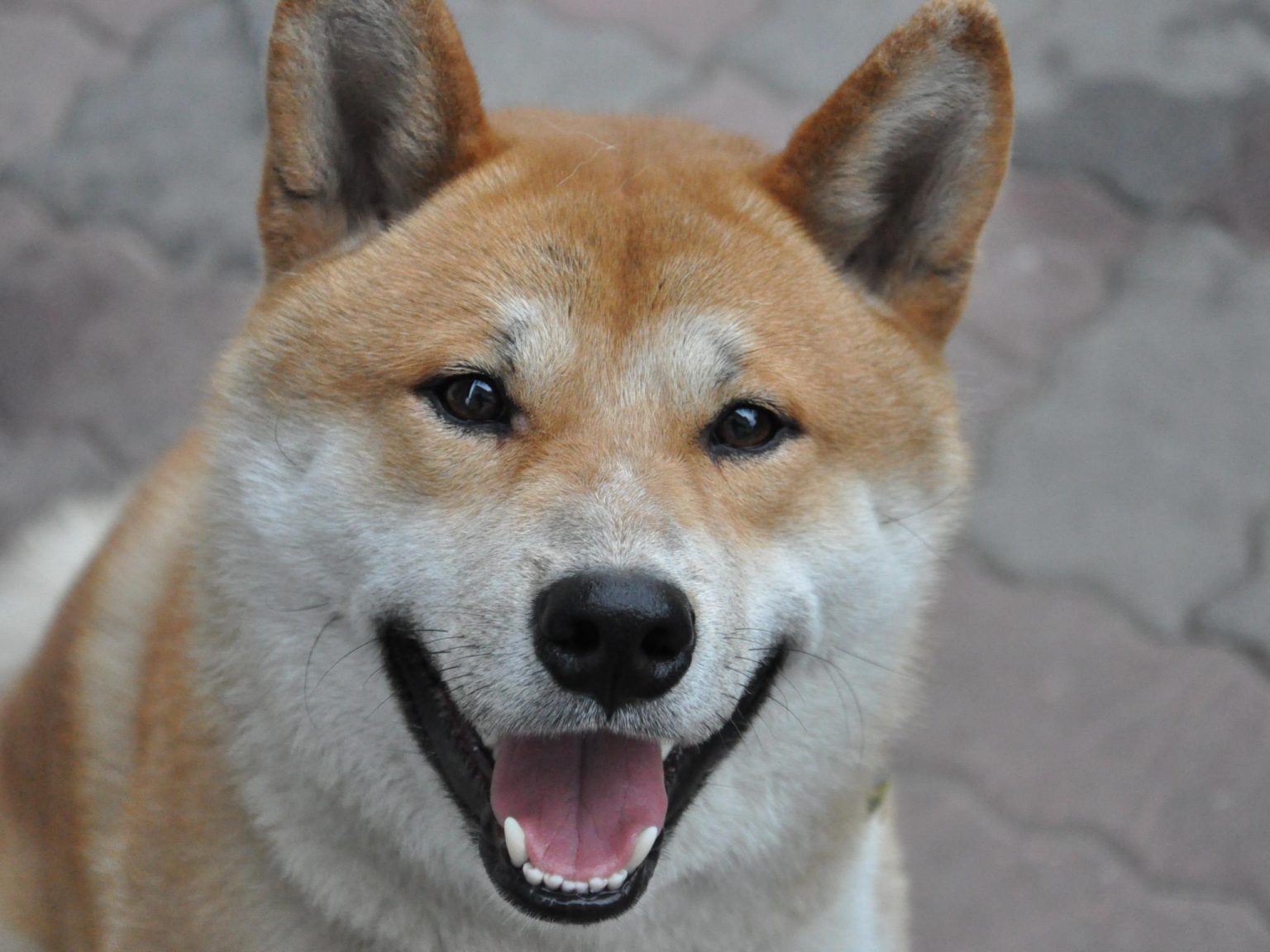 Shiba Inu Sube A 1 Dolar