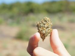 Cannabis-Aktien: Piper Sandler gibt Prognosen für die Cannabisbranche ab!