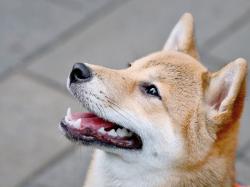 Kryptowährungen: CEO hat Shiba Inu unterschätzt!