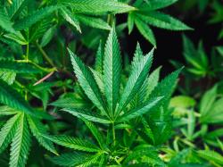 Aurora Cannabis-Aktie: Spende an Umweltinitiative!