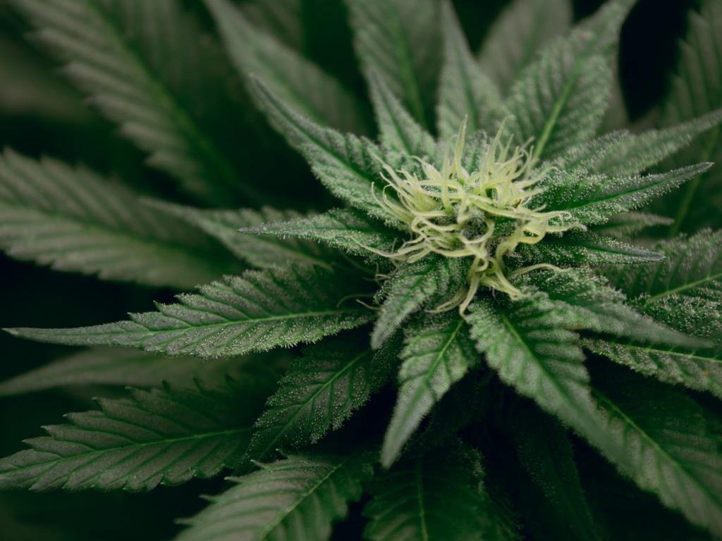 Greenlane Aktie: Greenlane verzeichnet im 3. Quartal einen Rekordumsatz von 41,3 Mio. $!