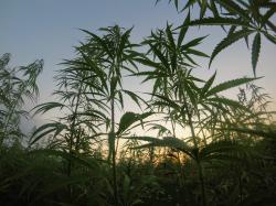 Cannabis REIT IIP: Meldet für das 3. Quartal ein Umsatzwachstum von 57 %!