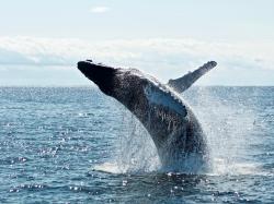 Apple Aktie: Unusal Whales stellt einen neuen Optionsrechner für Trader vor!