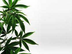 MediPharm Aktie: CBD-Firma tilgt ihre Wandelanleihe in Höhe von 41 Millionen Dollar!
