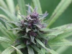 Tilray Aktie: Das ist unfassbar!