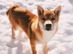 Dogecoin: Dogecoin beliebter als Bitcoin auf Reddit im Jahr 2021!