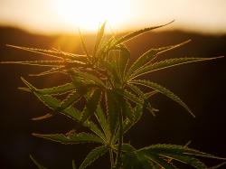 Kryptomarkt: Cannabis und Krypto?