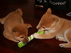 Dogecoin vs. Shiba Inu: Baldige Kryptomarkterholun?