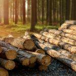 Holz: Der Holzpreis in 10 Jahren