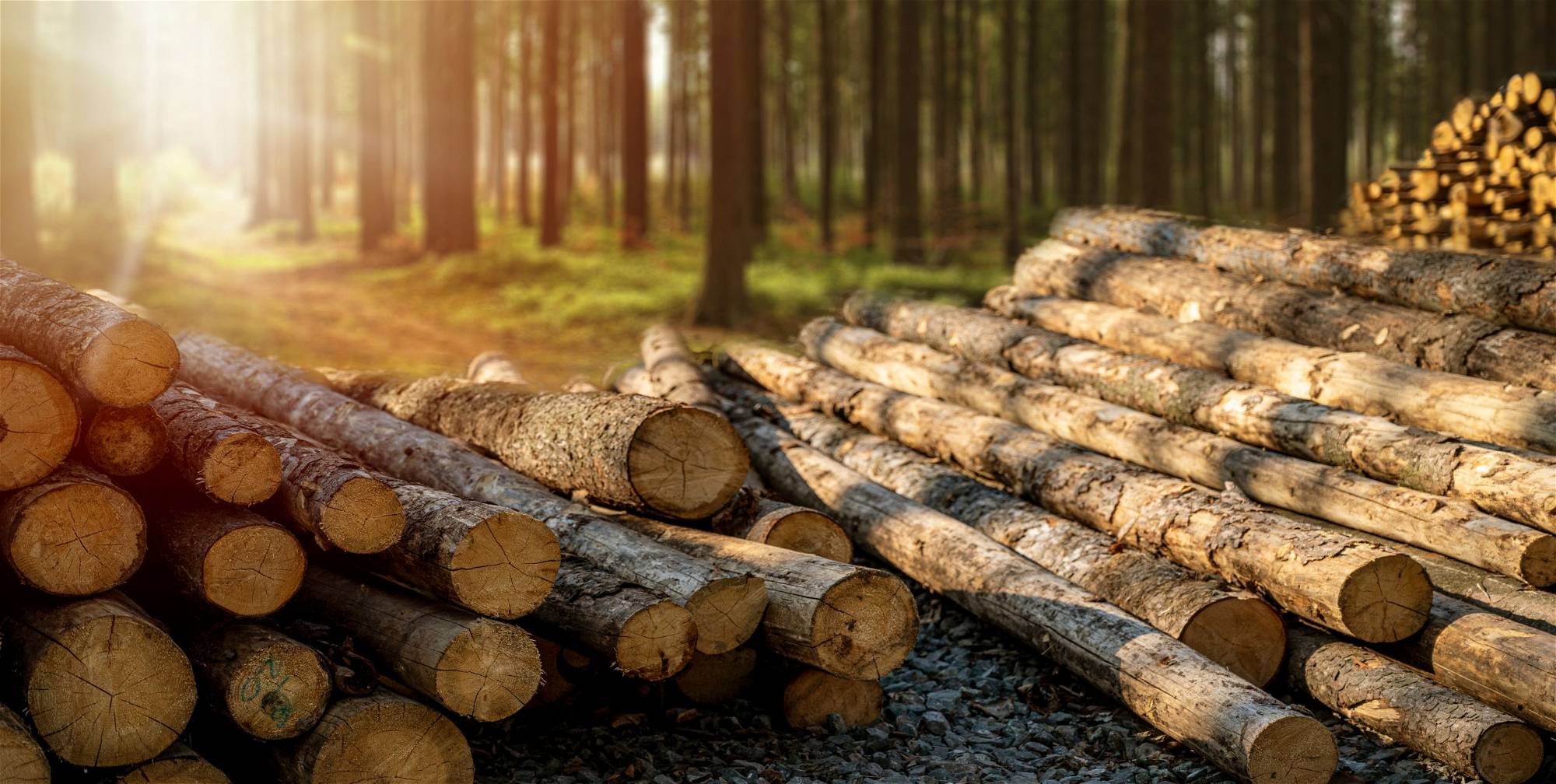 Holz: Der Holzpreis in 10 Jahren